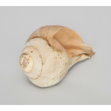 Sri Lankan Traditional Hakgediya හක්ගෙඩිය large sea mollusk shell Sri Lankan Traditional Hakgediya හක්ගෙඩිය large sea mollusk shell